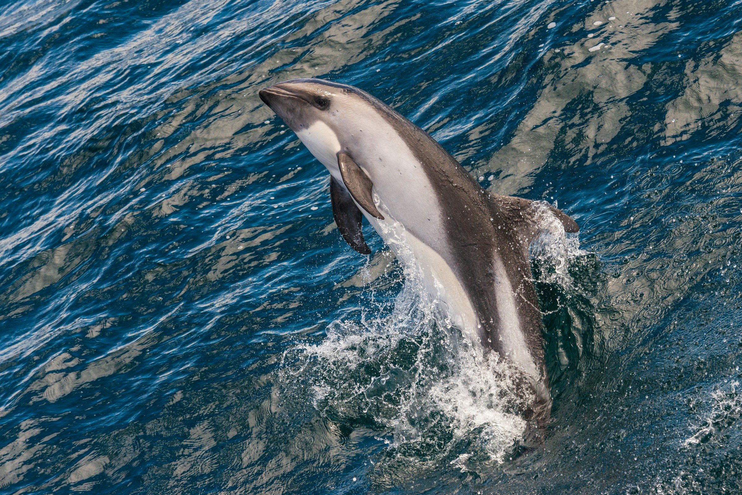 paul-carroll-k4L9iwnEEKQ-unsplash